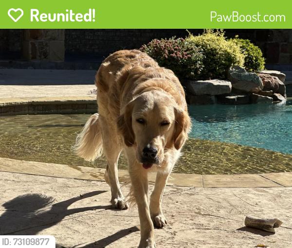 Reunited Female Dog last seen Ranch Laredo, Southlake, TX 76092