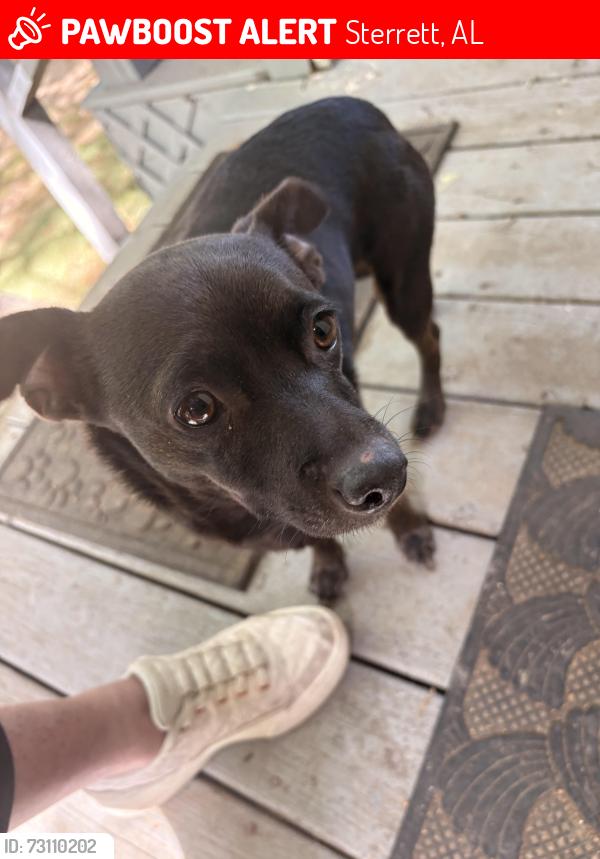 Lost Female Dog last seen Howard branch rd, Sterrett, AL 35147
