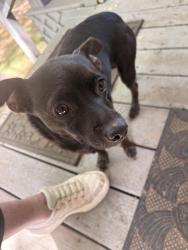 Lost Female Dog last seen Howard branch rd, Sterrett, AL 35147