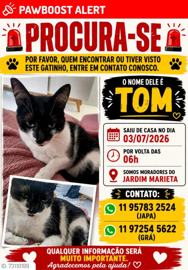 Lost Male Cat last seen Rua Alcides Vieira 40 SP- Sao Roque, Jardim Quinta dos Teixeiras, SP 18131-395