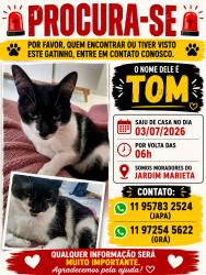 Lost Male Cat last seen Rua Alcides Vieira 40 SP- Sao Roque, Jardim Quinta dos Teixeiras, SP 18131-395