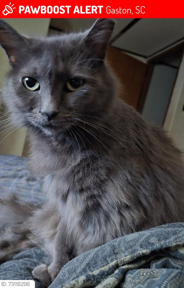 Lost Female Cat last seen Woodtrail, Gaston, SC 29053