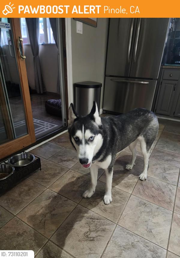 Found/Stray Female Dog last seen Marlesta Road, Pinole, CA 94564