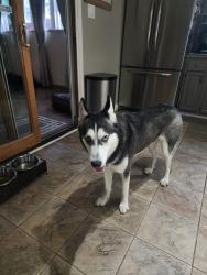 Found/Stray Female Dog last seen Marlesta Road, Pinole, CA 94564