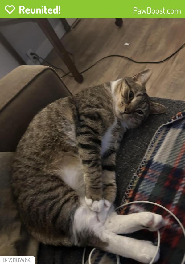 Reunited Female Cat last seen Elmwood Gardens, Coatesville, PA 19320
