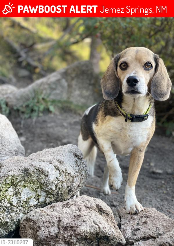 Lost Male Dog last seen 35.8690413,, Jemez Springs, NM 87025