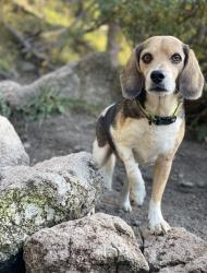 Lost Male Dog last seen 35.8690413,, Jemez Springs, NM 87025
