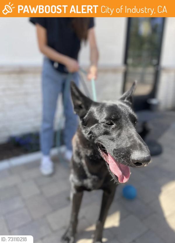 Found/Stray Male Dog last seen Valley blvd in la puente, City of Industry, CA 91744