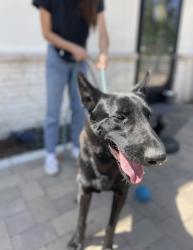 Found/Stray Male Dog last seen Valley blvd in la puente, City of Industry, CA 91744