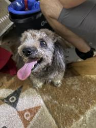 Reunited Female Dog last seen NW 122nd & N Western, Oklahoma City, OK 73114