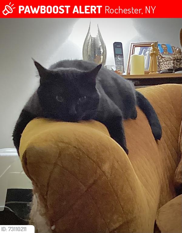 Lost Male Cat last seen Pearl St, Edmunds St, So Goodman St, Rochester, NY 14607