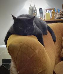 Lost Male Cat last seen Pearl St, Edmunds St, So Goodman St, Rochester, NY 14607