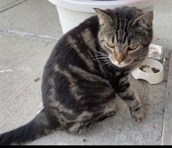 Lost Male Cat last seen 35th ave and 11th St NW, Tamarack, Edmonton, AB T6T 0J8