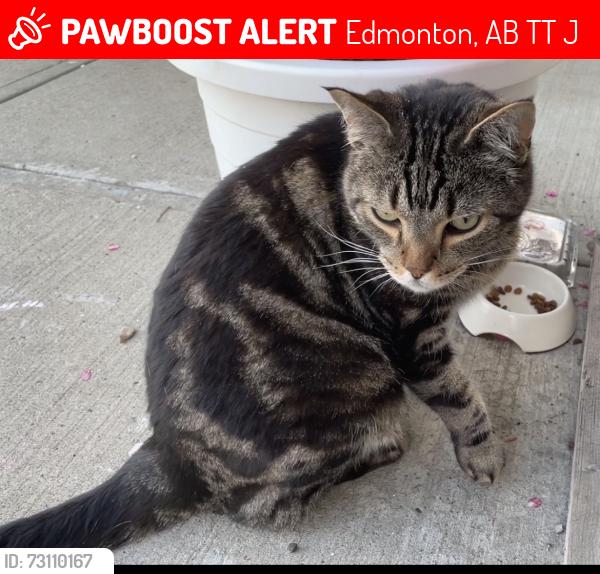 Lost Male Cat last seen 35th ave and 11th St NW, Tamarack, Edmonton, AB T6T 0J8