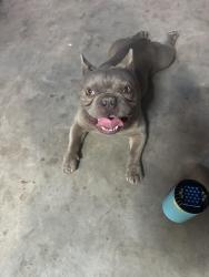 Found/Stray Male Dog last seen East Laura ct, Visalia, CA 93292