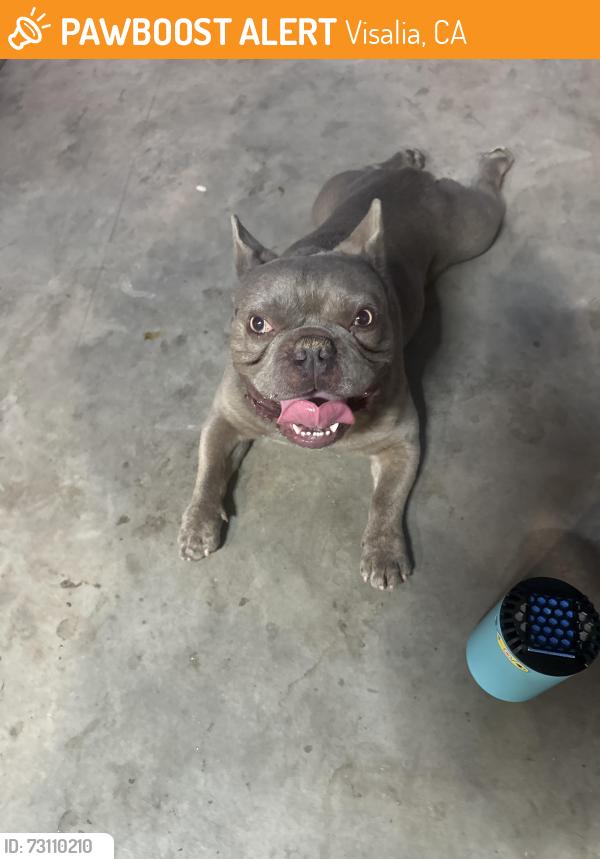 Found/Stray Male Dog last seen East Laura ct, Visalia, CA 93292