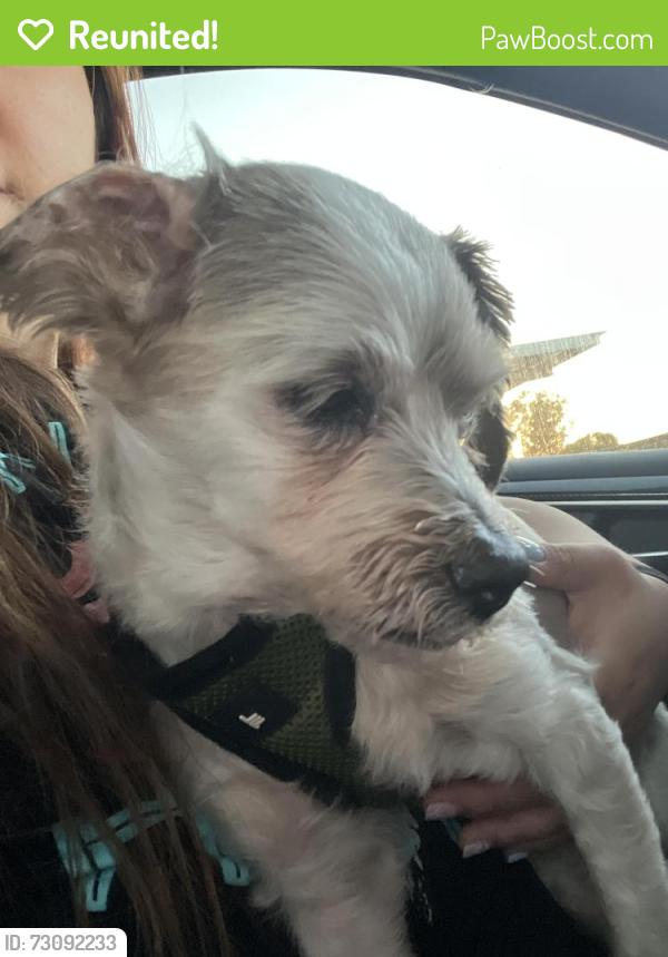 Reunited Female Dog last seen Flower Ave and Gilbert St, Fullerton, CA 92833