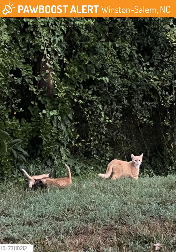 Found/Stray Female Cat last seen Bethabara Rd., Winston-Salem, NC 27106