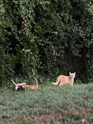 Found/Stray Female Cat last seen Bethabara Rd., Winston-Salem, NC 27106