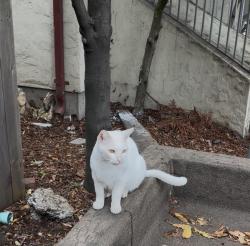 Found/Stray Unknown Cat last seen Stadium Rim Way, Berkeley, CA 94704