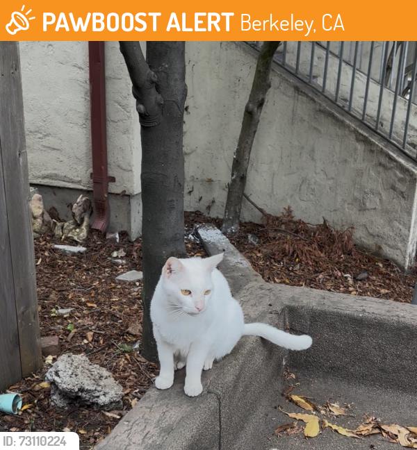 Found/Stray Unknown Cat last seen Stadium Rim Way, Berkeley, CA 94704