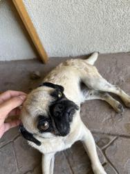 Reunited Male Dog last seen Lawson st near Clint middle school, Clint, TX 79836