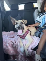 Found/Stray Female Dog last seen Washington and Washburn, North Las Vegas, NV 89081