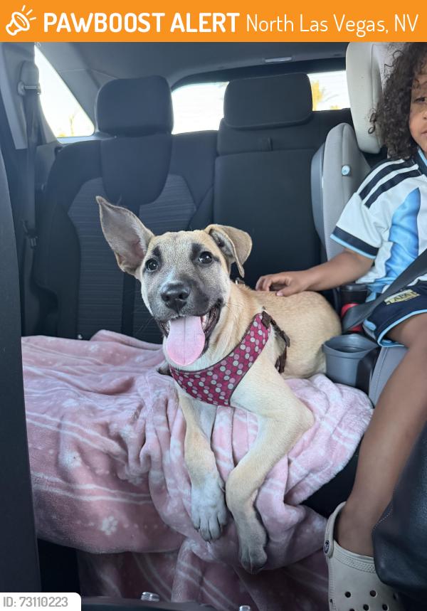 Found/Stray Female Dog last seen Washington and Washburn, North Las Vegas, NV 89081