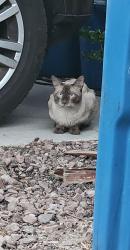 Found/Stray Unknown Cat last seen University Center, Las Vegas, NV 89169