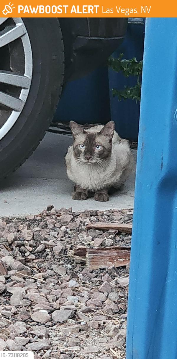 Found/Stray Unknown Cat last seen University Center, Las Vegas, NV 89169
