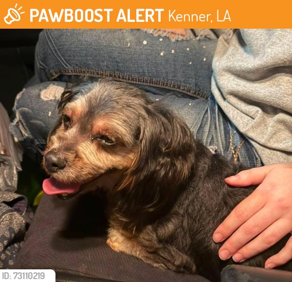 Found/Stray Female Dog last seen Delaware Avenue, Kenner, LA 70065
