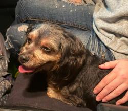 Found/Stray Female Dog last seen Delaware Avenue, Kenner, LA 70065