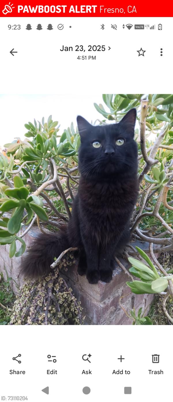 Lost Male Cat last seen Nearest cross street is Hughes, Fresno, CA 93728