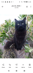 Lost Male Cat last seen Nearest cross street is Hughes, Fresno, CA 93728