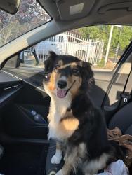 Reunited Female Dog last seen Girard and Lead, Albuquerque, NM 87106