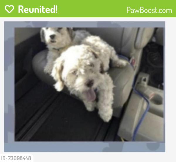 Reunited Male Dog last seen Yale and bukley, Aurora, CO 80013