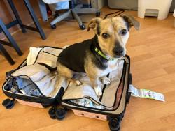 Reunited Male Dog last seen Honey Creek Place and Bluemound Rd by N 79th St, Milwaukee, WI 53213