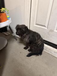 Found/Stray Male Dog last seen 51st street and southern avenue, Phoenix, AZ 85339