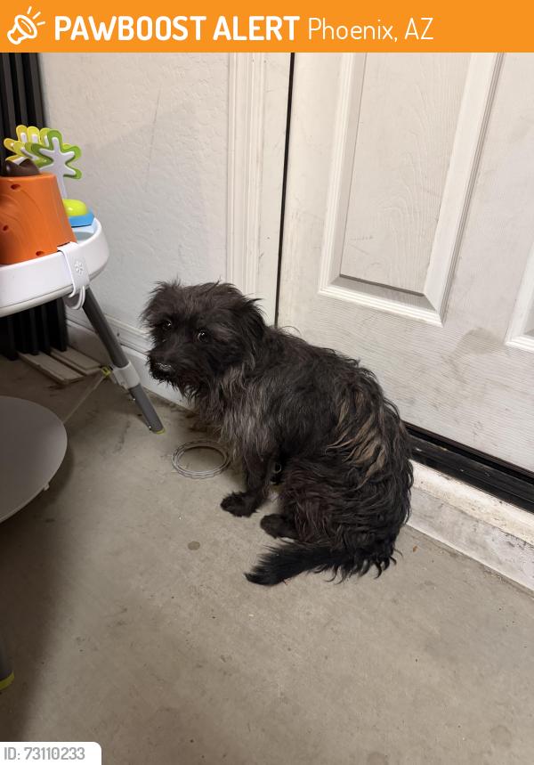Found/Stray Male Dog last seen 51st street and southern avenue, Phoenix, AZ 85339