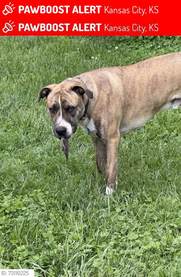 Lost Male Dog last seen Parallel Pkwy & College Blvd. Painted Hills Golf Course, Kansas City, KS 66102