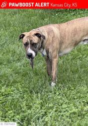 Lost Male Dog last seen Parallel Pkwy & College Blvd. Painted Hills Golf Course, Kansas City, KS 66102