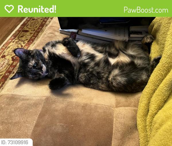 Reunited Female Cat last seen Martin Street, Oakland, CA 94609