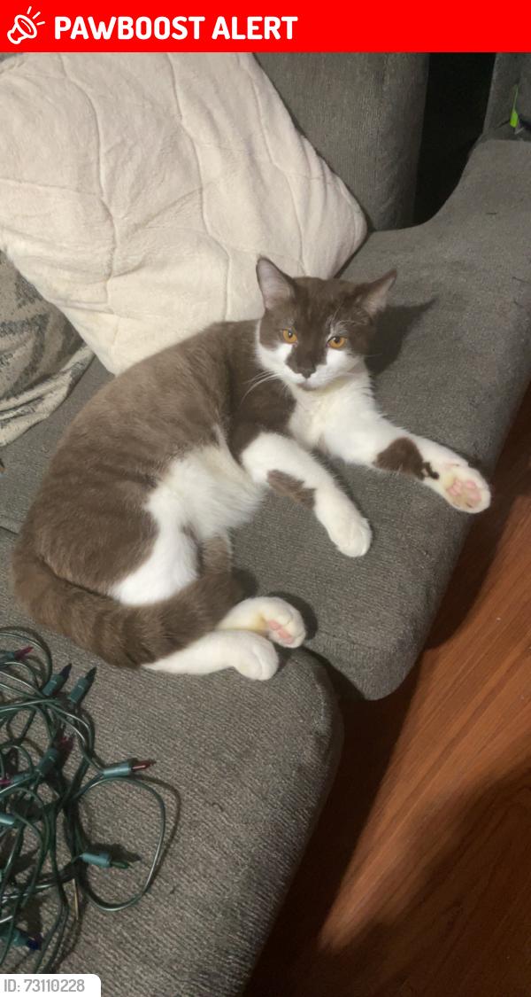 Lost Male Cat last seen Gates road, West Kelowna, BC V4T 1B3
