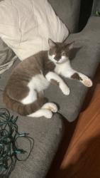Lost Male Cat last seen Gates road, West Kelowna, BC V4T 1B3