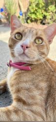Lost Male Cat last seen Oceanside st and deloras, Los Angeles, CA 90744