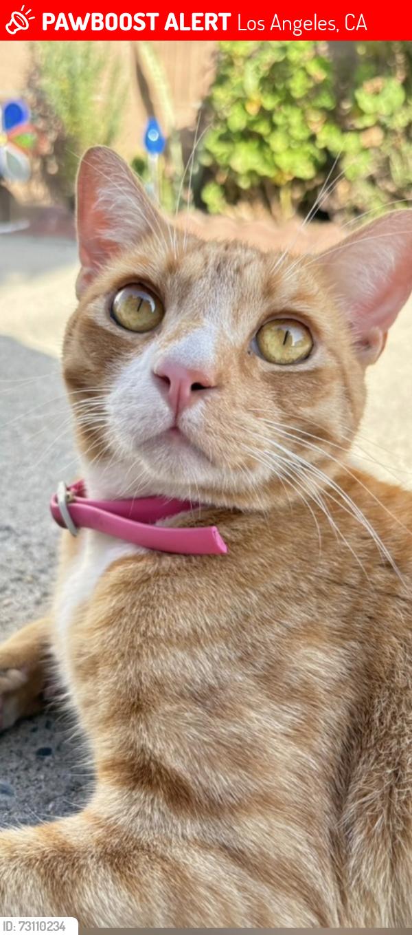 Lost Male Cat last seen Oceanside st and deloras, Los Angeles, CA 90744