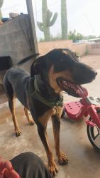 Lost Male Dog last seen 12th Ave and Valencia, Tucson, AZ 85756