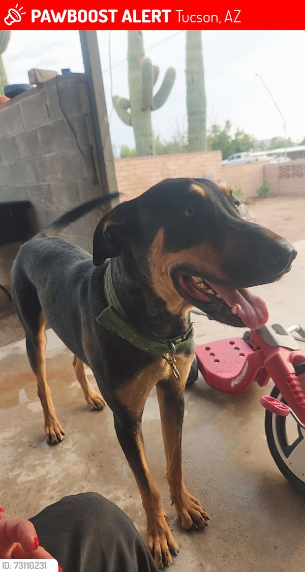 Lost Male Dog last seen 12th Ave and Valencia, Tucson, AZ 85756