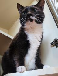 Lost Female Cat last seen Geneva circle and Hensley Rd, Prospect, KY 40059