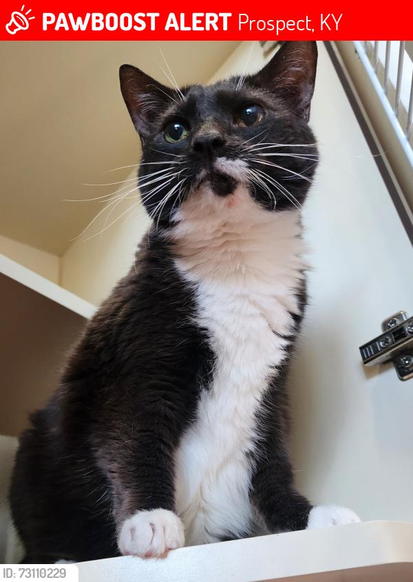 Lost Female Cat last seen Geneva circle and Hensley Rd, Prospect, KY 40059